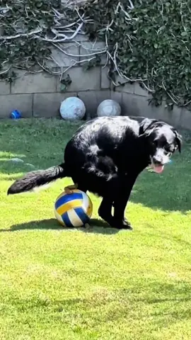 The World Cup of Dog Poop ⚽💩 #dog#funny #funnyvideos#fypツ #funnydog #worldcup