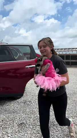 A queen is never late 🤩 #WestmeisterFarm #bestdayever #raccoon #raccoonsoftiktok #trend #late #tutu #dressup #trending #funny #foryou 