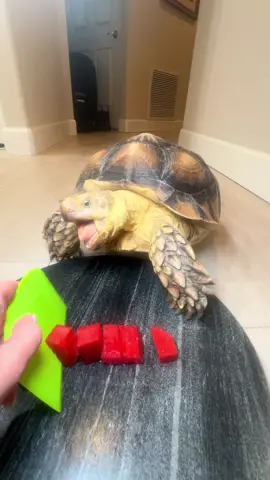 Watermelon? Nah. I’d rather go for the tools #tortoise #asmr #asmrfood #funnypets #petcomedy 