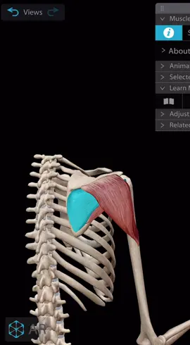 1. Tổng quan Cơ dưới gai (m. infraspinatus) là một trong bốn cơ của vòng cơ quay (rotator cuff) ở vai, cùng với cơ trên gai, cơ tròn bé và cơ dưới  2. Nguyên ủy – bám tận 	•	Nguyên ủy (Origin): Hố dưới gai (fossa infraspinata) của xương vai, mặt sau xương vai, bên dưới gai vai. 	•	Bám tận (Insertion): Mặt giữa của củ lớn (greater tubercle) xương cánh tay. 	•	Hướng thớ cơ: Chếch lên trên, ra ngoài và ra trước. 3. Thần kinh chi phối 	•	Thần kinh trên vai (nervus suprascapularis) – xuất phát từ đám rối cánh tay, rễ C5–C6. 	•	Tổn thương thần kinh này sẽ gây yếu động tác xoay ngoài và đau vùng vai sau. 4. Động mạch nuôi dưỡng 	•	Nhánh của động mạch trên vai (suprascapular artery) và động mạch mũ vai sau (circumflex scapular artery). 5. Chức năng – động tác 	•	Chính: Xoay ngoài cánh tay tại khớp vai. 	•	Phụ: Hỗ trợ dạng cánh tay (cùng cơ trên gai) và cố định chỏm xương cánh tay vào ổ chảo khi vận động. 6. Ứng dụng lâm sàng 	•	Cơ dưới gai thường bị tổn thương trong rách vòng cơ quay (rotator cuff tear), đặc biệt ở người trung niên – cao tuổi hoặc vận động viên ném. 	•	Test lâm sàng: 	•	External Rotation Lag Sign: đánh giá sức mạnh xoay ngoài. 	•	Hornblower’s Sign: phát hiện tổn thương cơ dưới gai và cơ tròn bé. 	•	Siêu âm hoặc MRI cho thấy rõ hình ảnh rách/tổn thương. 	•	Phục hồi chức năng: tập xoay ngoài kháng lực, bài tập ổn định vai. #phcn #vltl #giaiphau #cơ_dưới_gai 