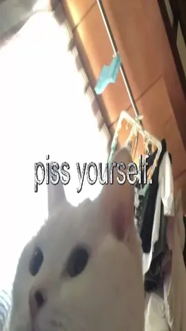 #thoughts #fyp #cats #catcore #real #swag #relatable 