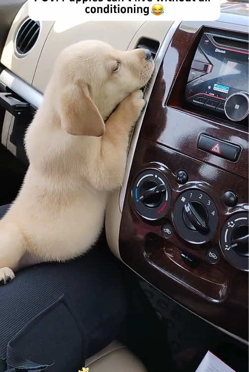 How do dogs stay cool in the summer?🤔#dog #funny #funnyvideos #dogsoftiktok #doglover 