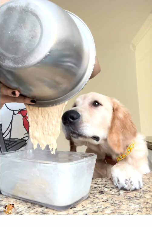 Greedy Dog 