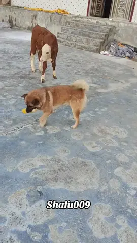 #粉丝一千万#pet#pets#cute#funny#viral#dog#funnydog#animals#funnyvideos#foryou#IoI#fyp#fypシ゚ 