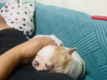 12 years old na po siya meron na po siyang cataracts ☹️#chihuahua #cute #chihuahuastiktok #dogsoftiktok #dog #doglovers #doglover #chihuahualove #chihuahuafanclub #dogsofttiktok #chihuahualife #chihuahuapuppy #chihuahuaaddict #chi #dogcataracts 