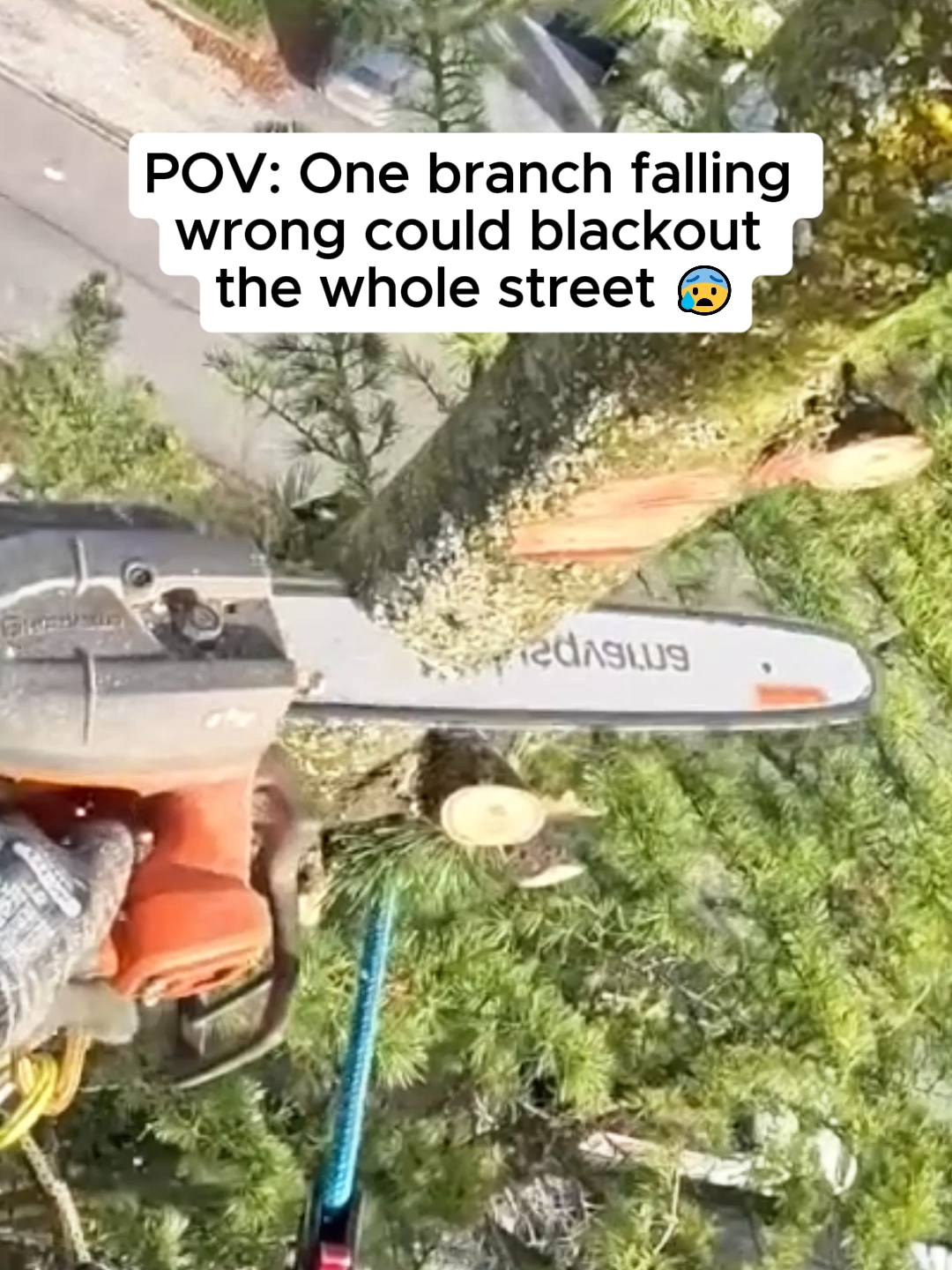 I’m showing you my job 💪🏼 #climbingarborist #stihl #arborist #tree #arboristoftiktok