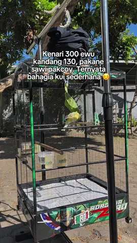 #CapCut #fyp #foryoupage #kenarimania #kicaumanianusantara #kicaumaniaindonesia #kenariindonesia #kenarimaniaindonesia 