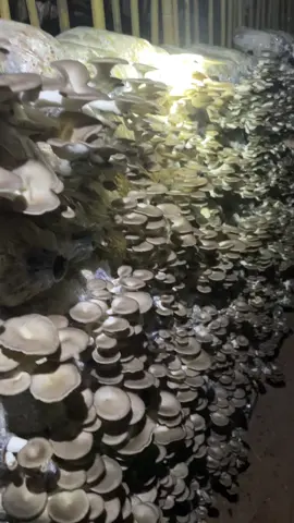 #เห็ด 🍄🍄🇱🇦🇱🇦
