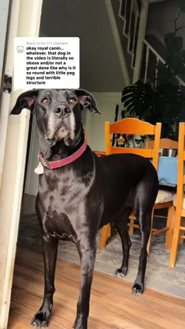 Replying to @lex ⚢ sorry her bending down to eat posture wasn’t up to par with your standards, don’t project your insecurities onto my dog 🫡😂 #hatersgonnahate🥲😃🤣😂 
