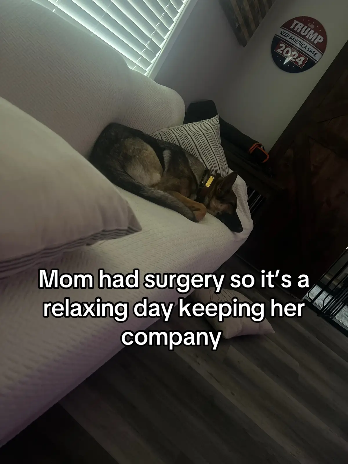 #mamasboy #germanshepherd #surgery #healing 