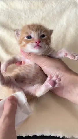 #fyp#kittensoftiktok#cutekitten#catlover#toocute#catvideo#kitty