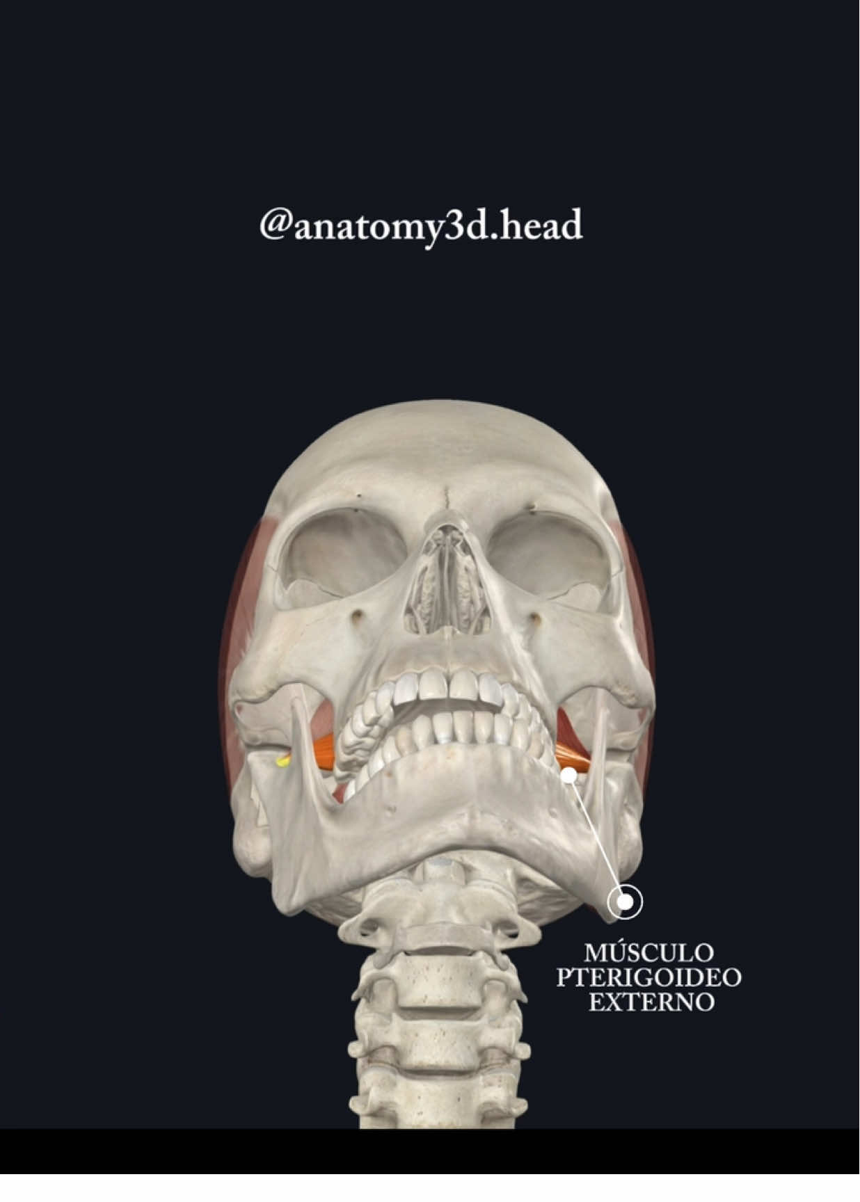 MÚSCULO PTERIGOIDE EXTERNO💀 #anatomy #odontologia #anatomiahumana #musculos 