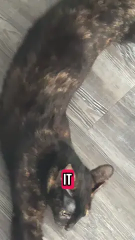 Just cat mom things. #dailyvlog 