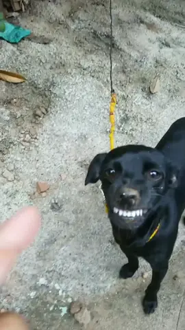 😂😂😂#dog #pet 