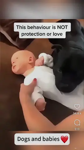 The dog is the baby’s faithful sleep guardian #dog #dogsoftiktok #Love #baby #warm 