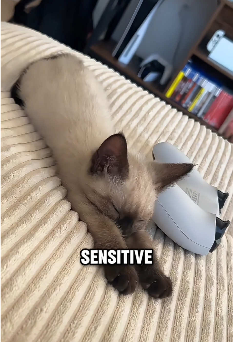 Why Siamese Cats Change Color #tiktok #amazing #animal #fyp #siamese 