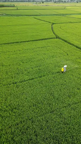 Phun thuốc – đúng cách thì lúa khỏe, sai cách thì... tốn tiền, tốn công mà sâu bệnh vẫn hoành hành! ✅ 1. Khi nào nên phun thuốc? – Chỉ phun khi sâu bệnh đến ngưỡng gây hại, thấy mật độ cao, lá bị chấm bệnh, sâu rầy xuất hiện nhiều. → Không nên “phun đại cho chắc”, lúa đang khỏe mà xịt bừa thì… lúa sốc, tốn thuốc, hại môi trường! 📌 Lưu ý thời điểm vàng: – Sáng sớm (trước 9h) hoặc chiều mát (sau 4h) là tốt nhất. → Lúc này sâu bệnh hoạt động nhiều, thuốc thấm tốt mà không lo bay hơi nhanh. ✅ 2. Phun sao cho đúng? – Xịt đều tay, hướng vòi phun chéo 45°, không phun quá mạnh làm dập lá. – Nên dùng béc phun sương mịn → thuốc bám đều mà không hao phí. 💡 Xịt mặt dưới lá – nơi sâu cuốn lá, rầy nâu hay trốn → Nhiều bà con chỉ xịt mặt trên → thuốc không tới nơi cần trừ! ✅ 3. Pha thuốc đúng liều – đúng tỷ lệ – Đọc kỹ hướng dẫn trên nhãn. → Không pha đặc hơn “cho mạnh hơn”, vì sẽ làm cháy lá, kháng thuốc. → Không pha loãng “cho tiết kiệm”, vì thuốc không đủ hiệu lực. ✅ 4. An toàn cho người – cho môi trường – Mang đồ bảo hộ khi phun (khẩu trang, găng tay, mắt kính) – Không ăn uống, hút thuốc khi đang phun – Thu gom chai lọ đúng nơi quy định – không vứt bừa bãi! 📣 Kết luận: “Thuốc không có tội – tội là dùng sai!” Bà con nhớ: Phát hiện sớm – xử lý đúng – phun đều – pha chuẩn → Cây khỏe – sâu chết – lúa no bông, chắc hạt! #N#NôngNghiệpN#NhàNôngB#BíKípNhàNôngM#MẹoTrồngTrọtP#PhânBónT#ThuốcTrừSâuT#ThuốcTrừCỏT#ThuốcTrừỐcThuốcBVT#lúa #xh 