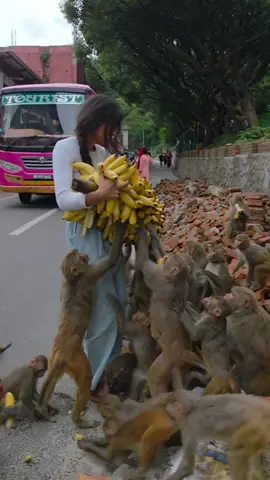 This Monkey's Reaction to a Bunch of Bananas Is Priceless! 🥹❤️🍌 #ViralMoment
