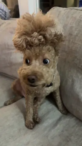 Crazy doodle hairstyle #puertoricanhair #doodlesoftiktok #fyp 