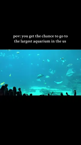#georgiaaquarium #fyp #fy #trending #atlanta 