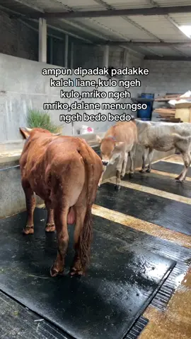 🔥🔥#berkahabellafarm #peternakmuda #xzybca #fypシ 