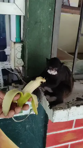 En el corazón del Amazonas conocimos a Hugo 🐒💚 . Un mico travieso, curioso y adorable que nos alegró los días en el hostal. . Viajar también es esto: encontrar magia en los detalles simples y silvestres. 🌿✨ . #Amazonas #HugoElMico #AventuraNatural #MegaTours #ConexiónConLaNaturaleza