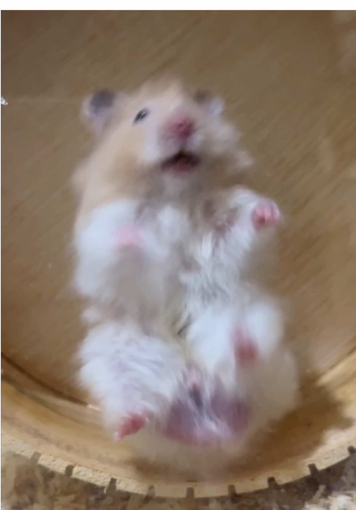👻 #hamsters #syirian #cutehamster #hamster #syirianhamster #cutepet 
