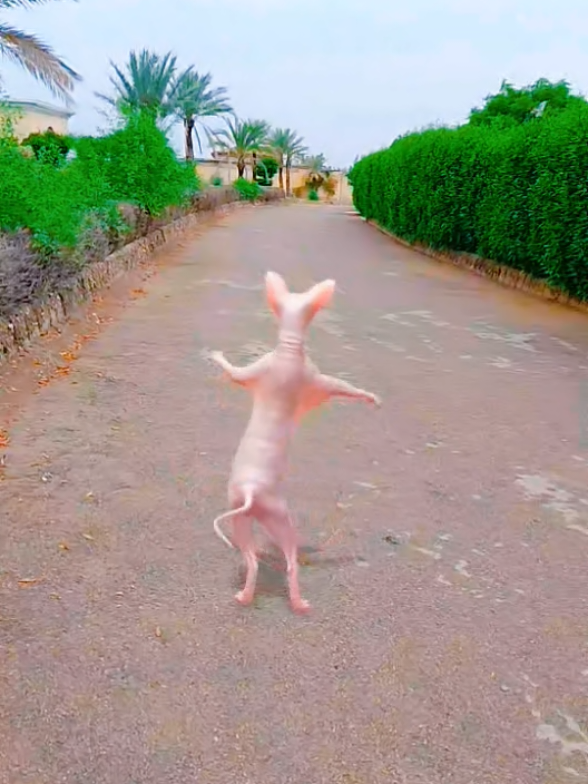 cat funny video cat #viraltiktok #cat #funnyvideos #viral #cute #viral #catlover 