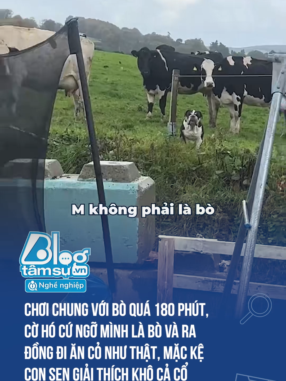 Mặt của nó kiểu: Mày thì biết cái gì 🤣🤣🤣 #discovery #blogtamsu #xuhuong #btsmedia #funfact #tiktoknews #viral #haihuoc #funny #dangyeu