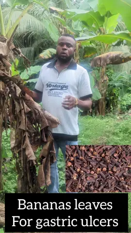 Bananas leaves for gastric ulcers#creatorsearchinsight #creatorsearchinsights2025 #fypp #goviral #spiritualtiktok #HealingJourney #spirituality #proftprincewalter #nigeriantiktok🇳🇬 #spiritual #bananas #gastriculcer 