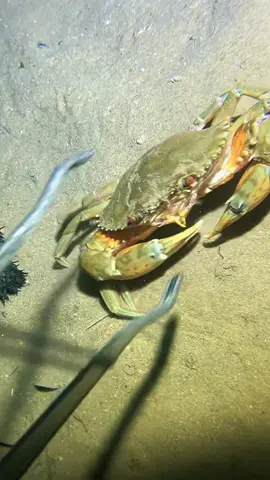 #diving #crab #catchthesea #seaside #seafood #fish #eel #lobster #seangsolofishing