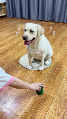 #doggo #dogsoftiktok #dog #doglovers 
