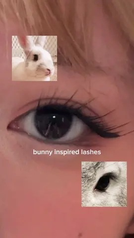 these lashes also come with bottom lashes and two other lash lengths (16mm and 18mm)!! thank you so much @Fowendia Lashes  #tiktokshopbacktoschool #tiktokshop #lashtutorial #diylashes #bunnylashes #bunnymakeup #cutelashes #lashextensions #lashclusters #fyp #makeup 