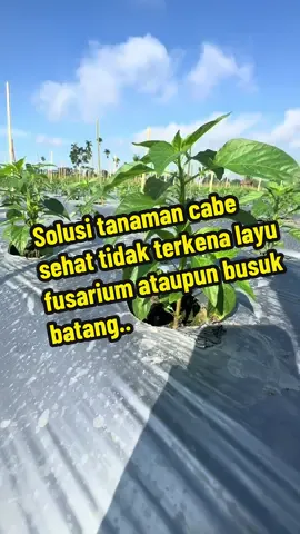 Cara atasi cabe layu fusarium