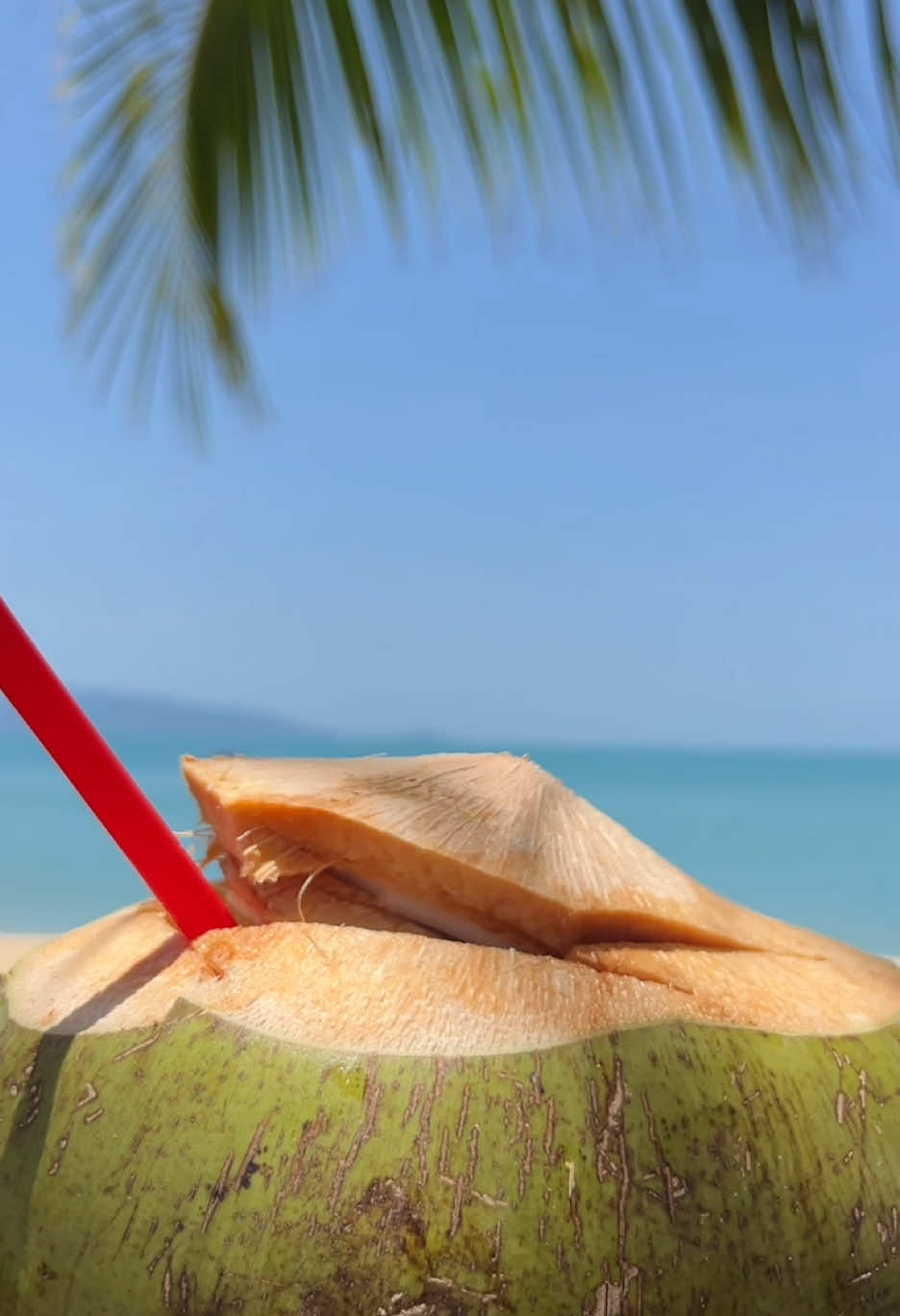 Kokosnuss am Meer 👉 Like . Comment . Save it 🙏  👉 Folge mir für mehr 😊 ———————————— #cocopalmbeachresort #kohsamui #maenam #pralarnpier #lomprayah #thailand #strand #meer #palme #sonne #warm #kohphangan #kohtao #reisen #adventure #bangkok #krabi #phuket #chiangmai #beachvibes #vacation #urlaub #viral #travel #traumstrand #traumurlaub #foryou #foryo #tiktok #travel #phuket #trend #trending #luxury #backpack #foryoupage❤️❤️ #loveyou #traveltips   #creatorsearchinsights 