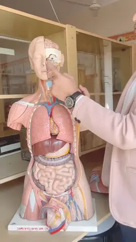Our internal organs system anatomy #organization #oragn #unfreezmyaccout #strokeawareness #foryou 