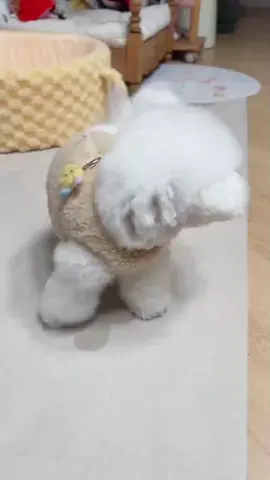 #超可爱的小狗  #各位叔叔姐姐们我叫棉花 #🐶 