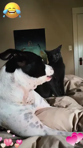 Big dog,little cat #dog #cat #Love #funny #friends #foryou #usa #pet 