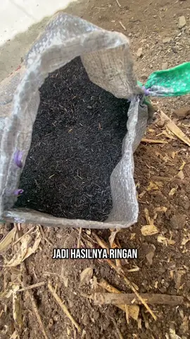 Cuma 7 ribuan, dapat sekarung sekam bakar! Media tanam jadi lebih subur dan tanaman tumbuh sehat. Langsung klik keranjang kuning! 🌱 #sekambakar #mediatanam #tanamanhias #berkebun #urbanfarming  