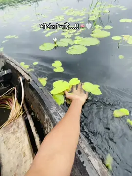 শাপলা নাই আমগো বিলে...!!🪷😩🤍#foryou #foryoupage #tiktok #viral #video @#foryou @Official TikTok Affiliate ID @SIAM ISLAM @𝐓 𝐔 𝐇 𝐈 𝐍 @Arafat Sumon 