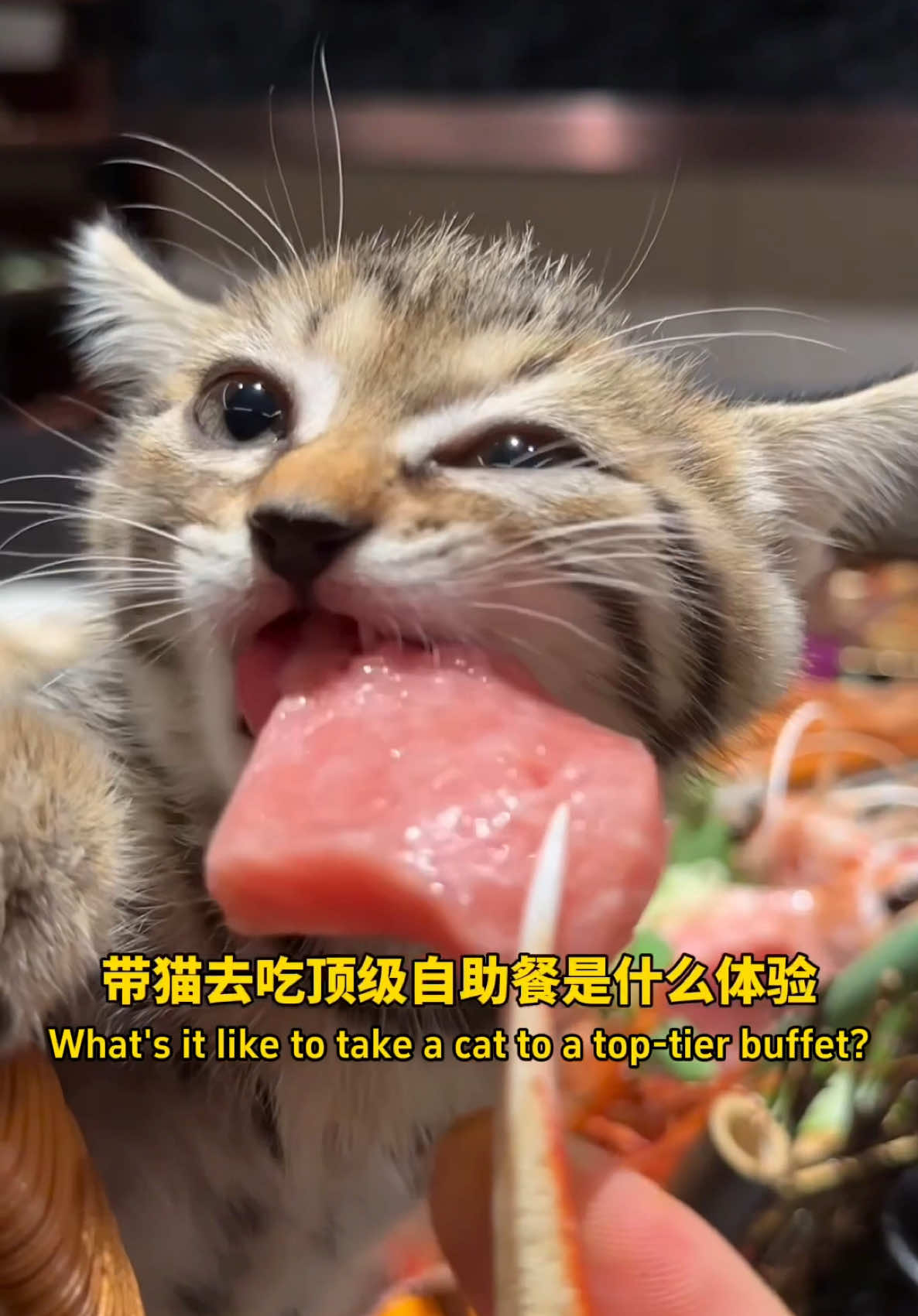 带猫去吃顶级自助餐是什么体验eat omakase with cat