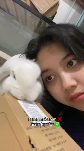 hey hey hey look at me 👋🏻 udh disuguhin mam enak tapi dia tetep milih kardus pujaan hatinya 🙂 #fyp #hollandlopbunny #rabbit #bunny 