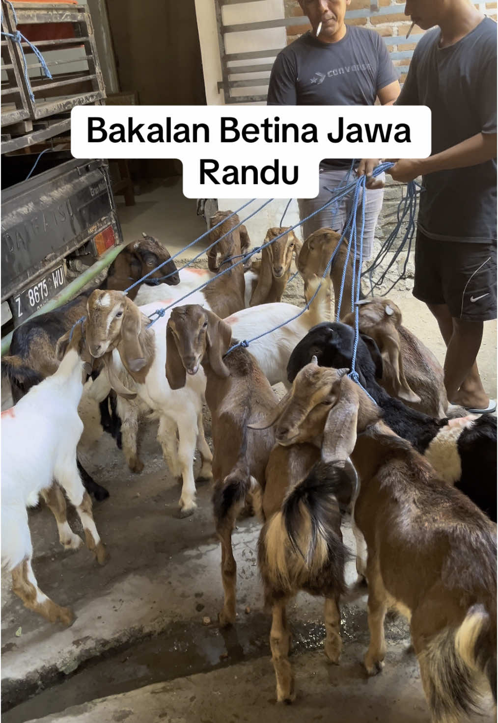 Bakalan betina Jawa Randu #kambing #ternakkambing #rukunmulya 