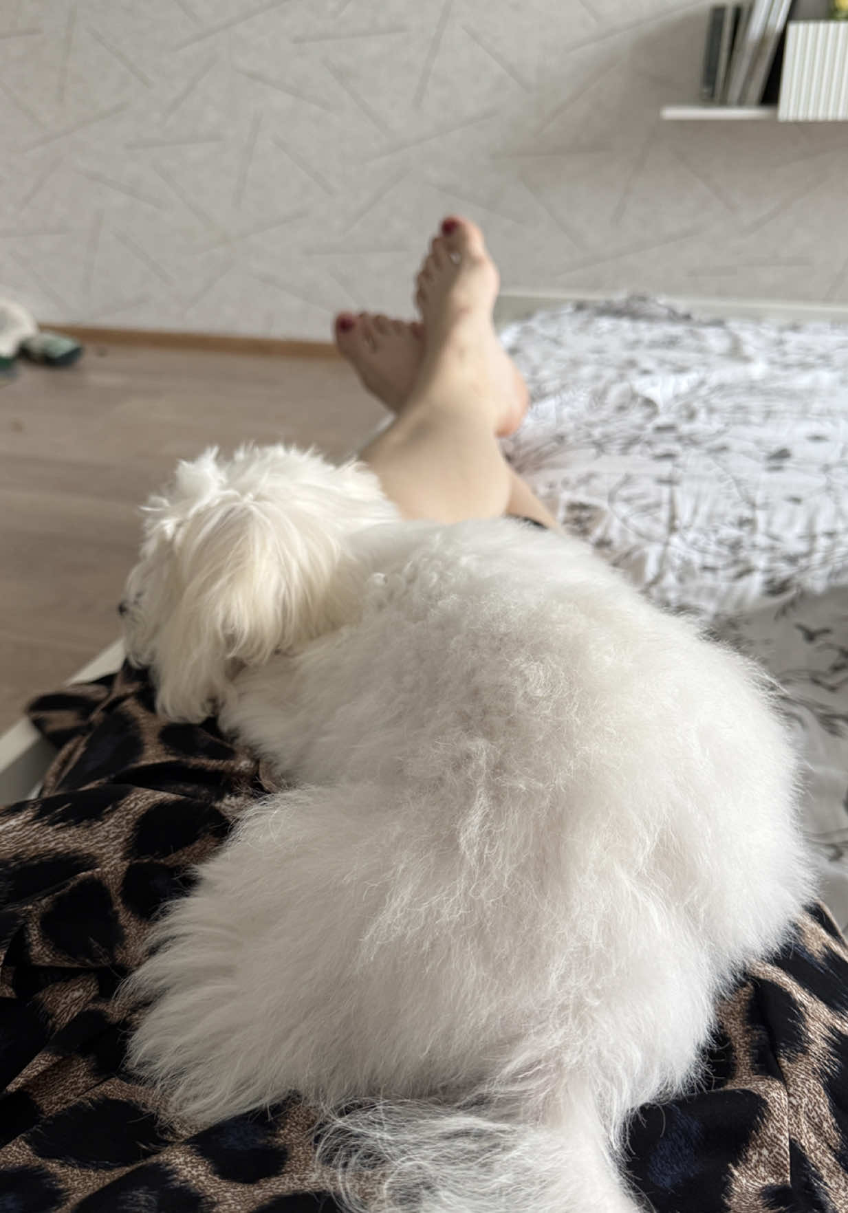 Мысли кошки дословно 😂  #мальтийскаяболонка #мальтезе #maltese #щенок #смешноевидео #встречают #юмор #любимыйпитомец #котики 