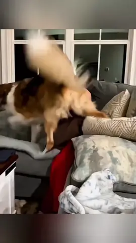 Funny animals 🤣 #pet #cat #dog #cute #animals #foryou #typ