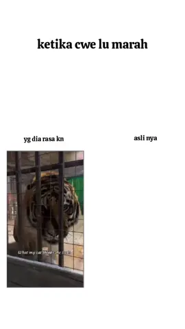 #couple #catlover #fyppppppppppppppppppppppp 