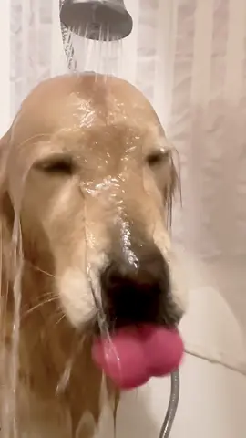 Mr. Funny and Mischievous Dog