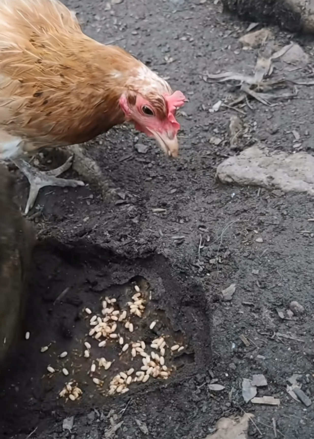 #chicken #eat #termites #ant 