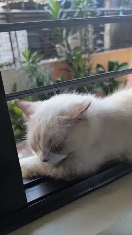another cat drama??? 😭 #cat #catsoftiktok #fyp #foryou 