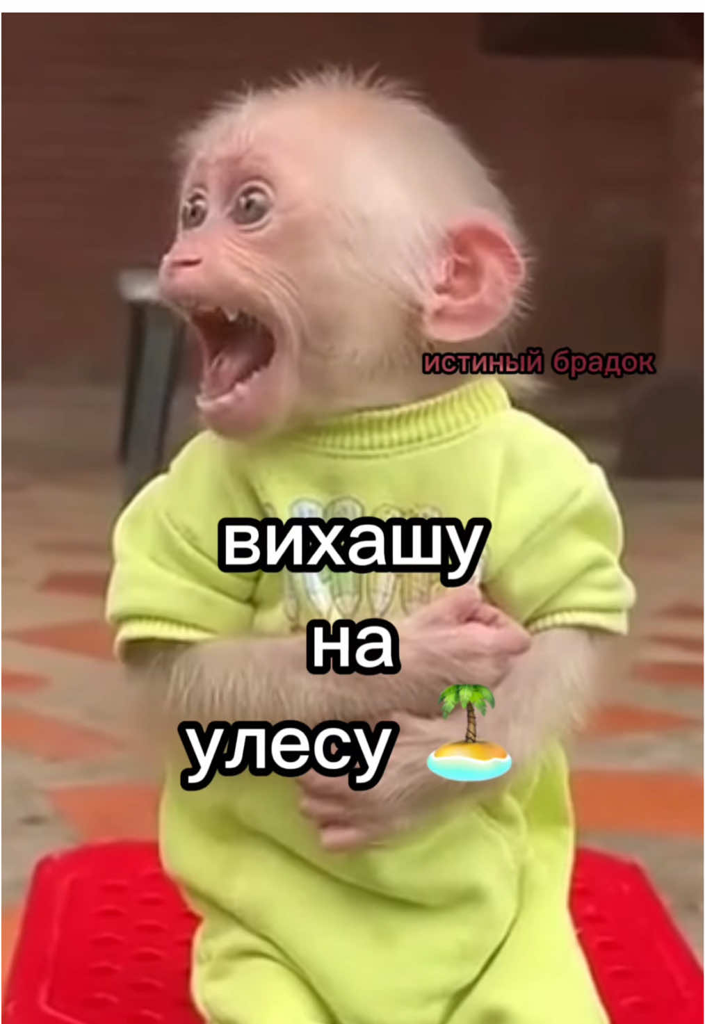 #брадки #бибизяны #обезьяна #monkey 
